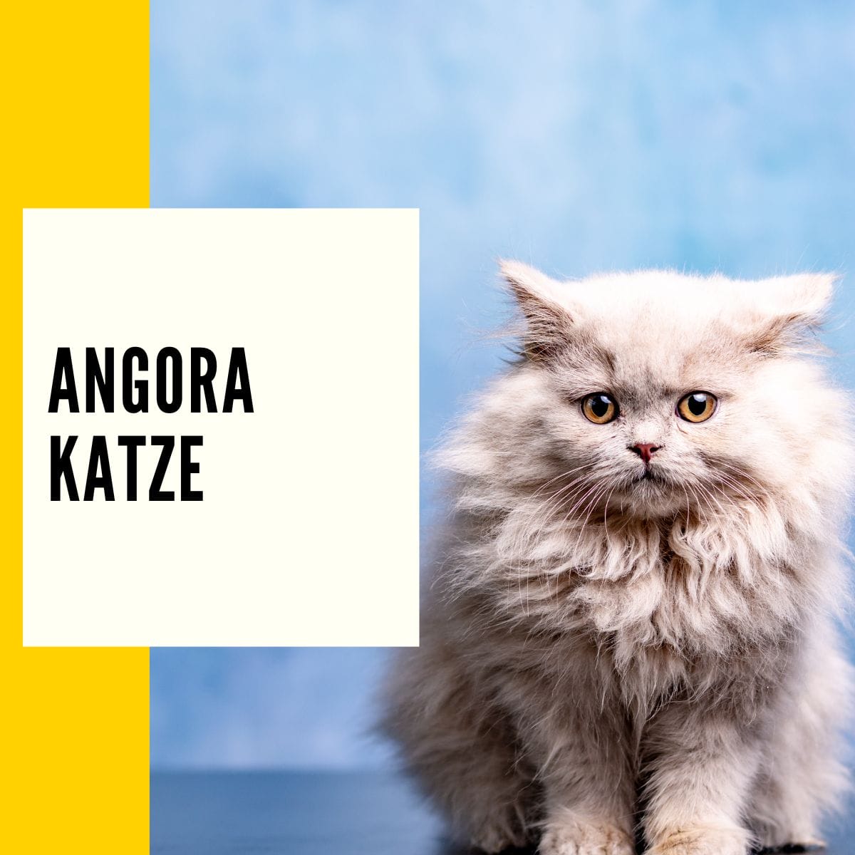 In diesem Beitrag geht es um die Angora Katze. Hier findest du ein Rasseportrait & vieles mehr!