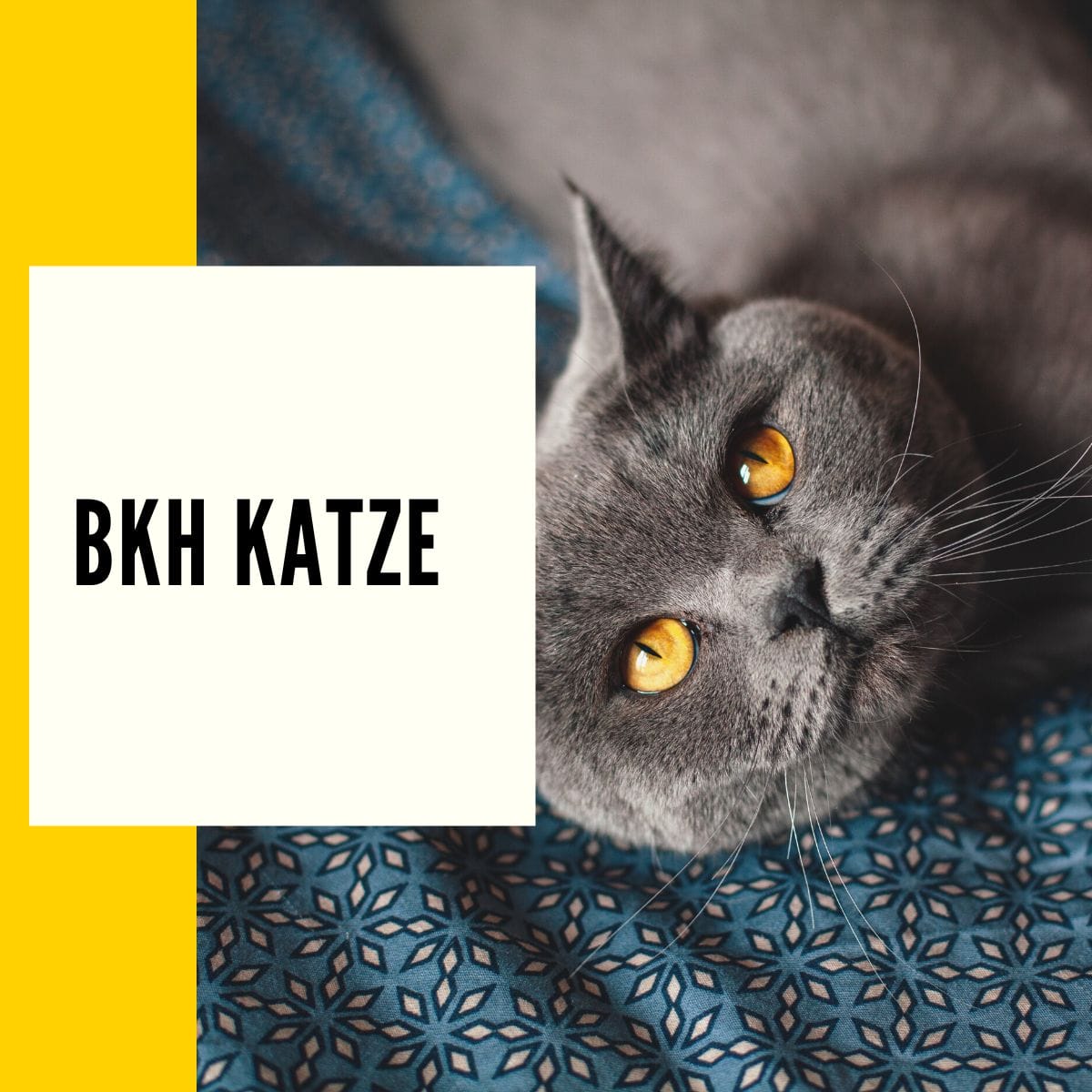 BKH Katze - Ursprung, Wesen & Charakter der British Kurzhaar Katze