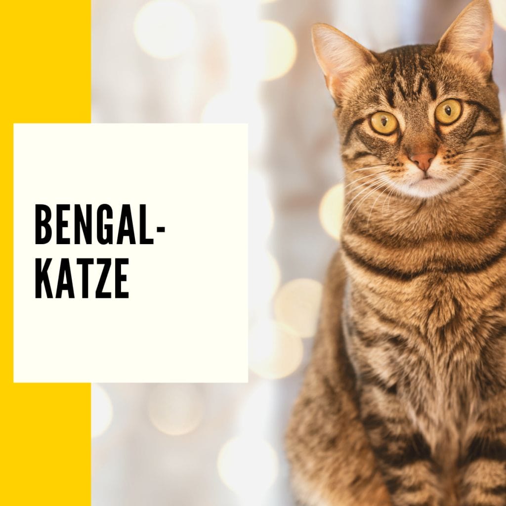 Bengalkatze - Ein Rassenportrait der beliebtesten Wohnungskatze