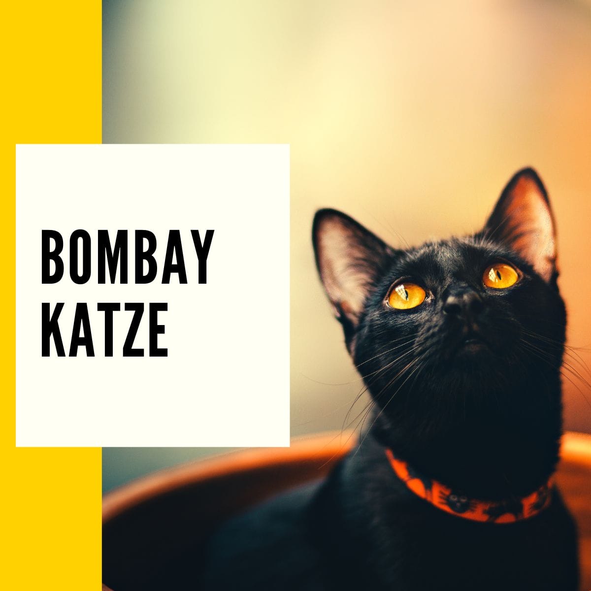 Bombay Katze – In diesem Beitrag findet ihr alle Informationen über die Bombay Katze