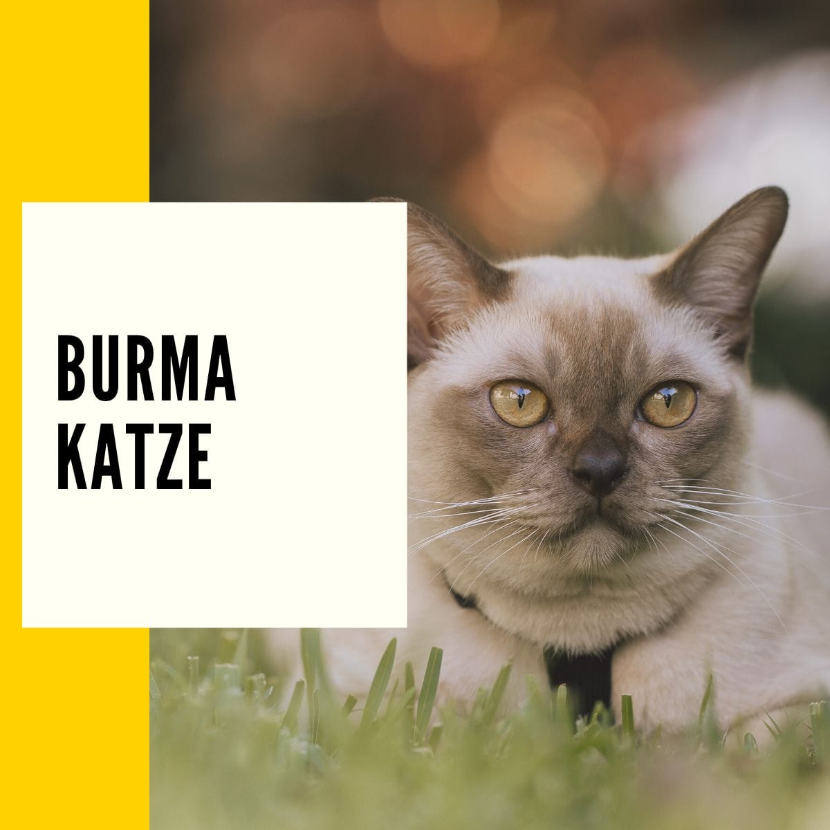 In diesem Beitrag geht um die Burma Katze & alle wesentlichen Informationen für Katzenliebhaber!