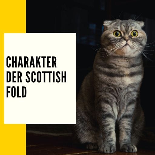 Charakteristika einer Scottish Fold Katze
