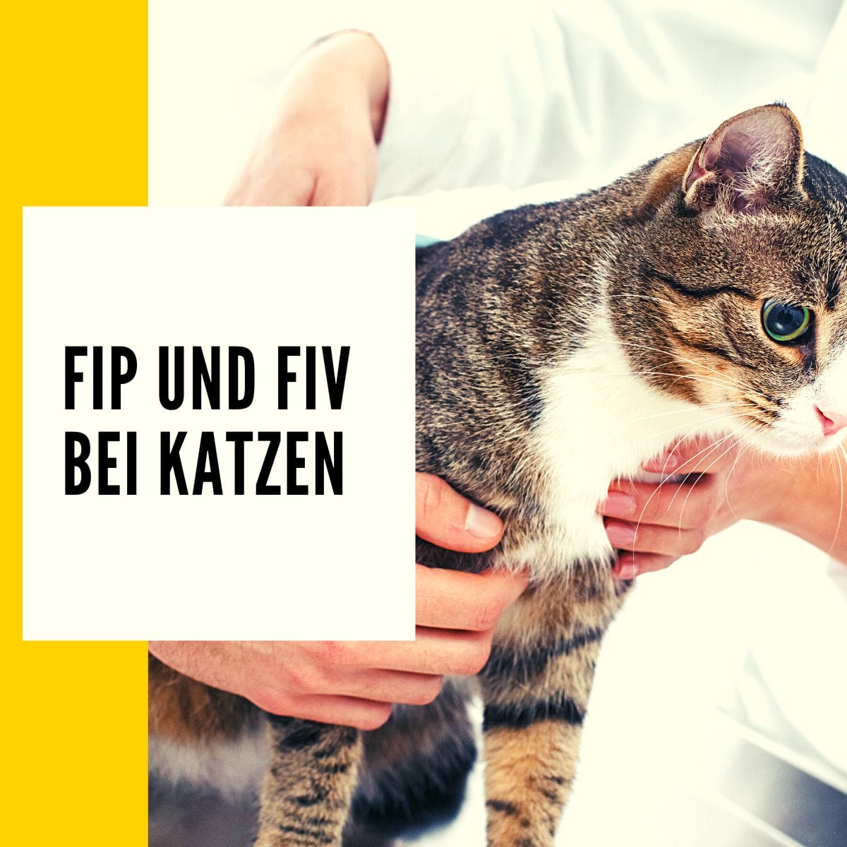 In diesem Artikel geht es um die Krankheiten: FIP und FIV bei Katzen