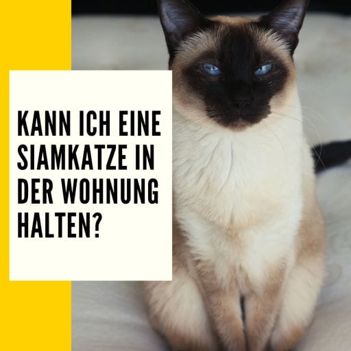 Dieser Beitrag gibt dir Informationen darüber, ob eine Siamkatze auch in der Wohnung zu halten ist.