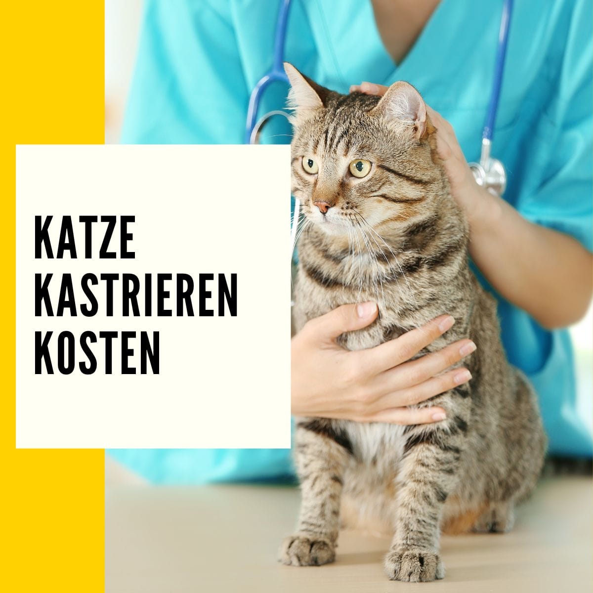 Katze kastrieren Kosten Diese Kosten kommen auf Sie zu!
