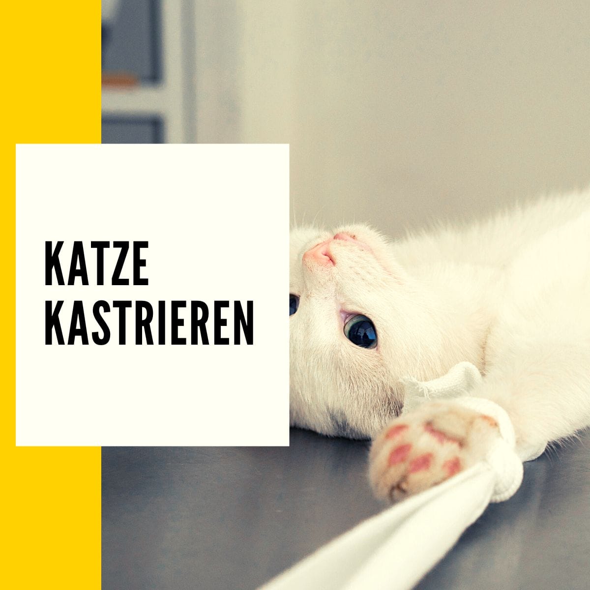 Ab wann Katze kastrieren Alter, Folgen & Ratgeber