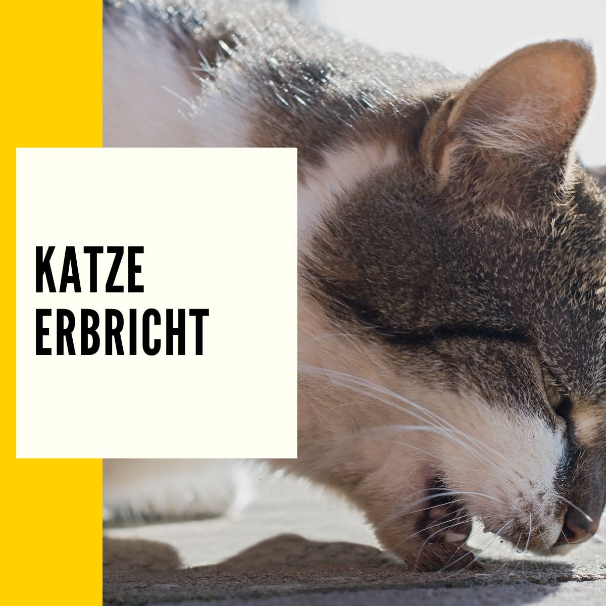 In diesem Beitrag geht es um das Thema: "Katze erbricht"