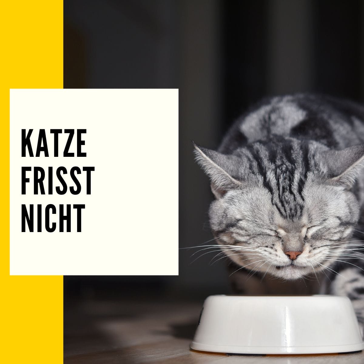 Deine Katze frisst nicht? In diesem Beitrag erklären wir die Ursachen und was du dagegen tun kannst!