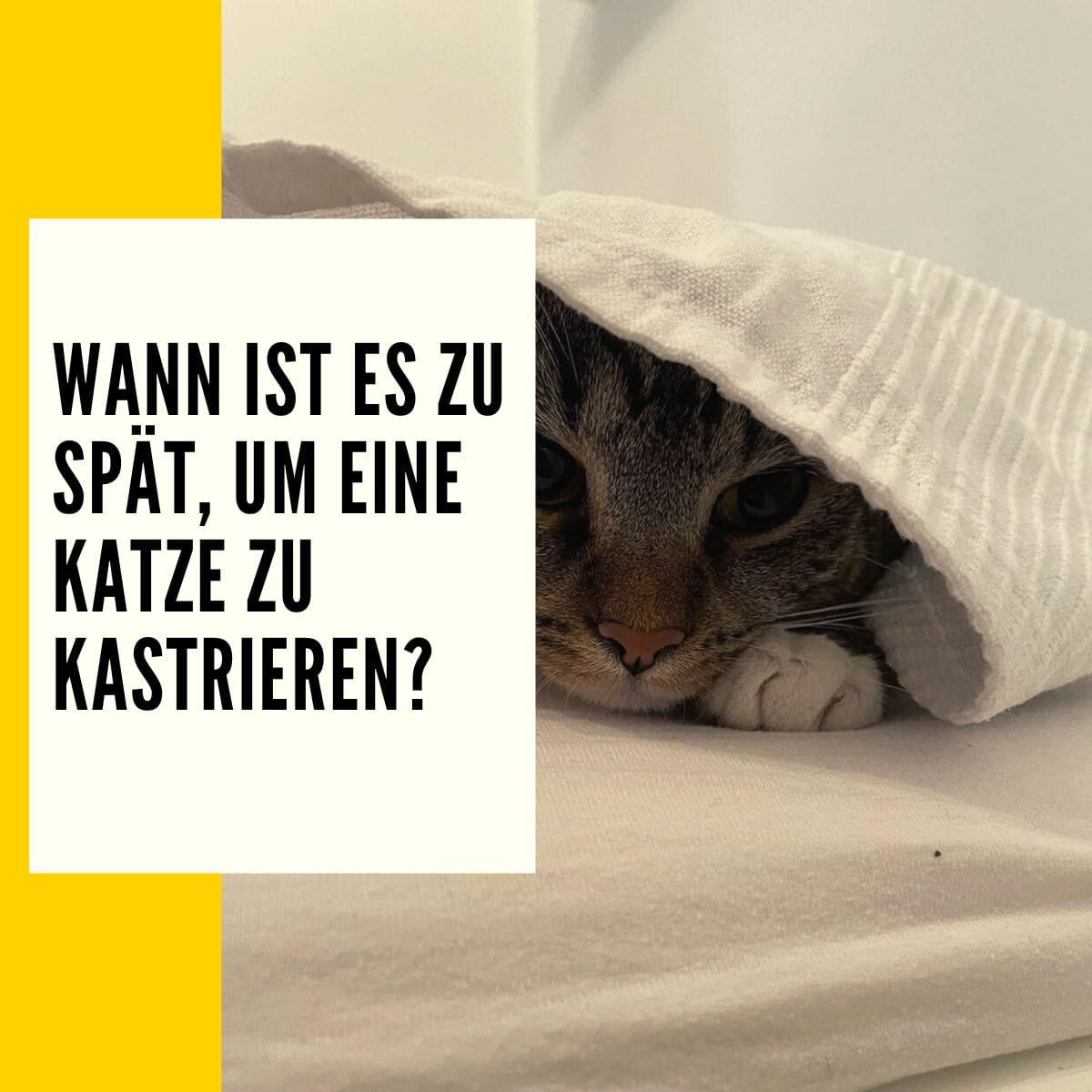 Ab wann Katze kastrieren Alter, Folgen & Ratgeber