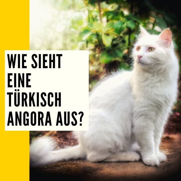 Darstellung und Beschreibung des Erscheinungsbild einer Angora Katze