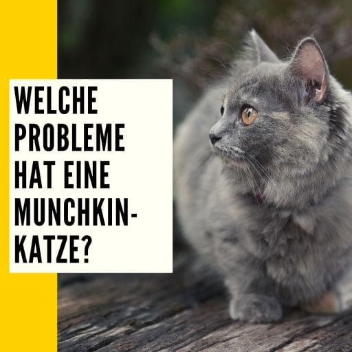 Informationen über Probleme, die eine Munchkin-Katze haben könnte