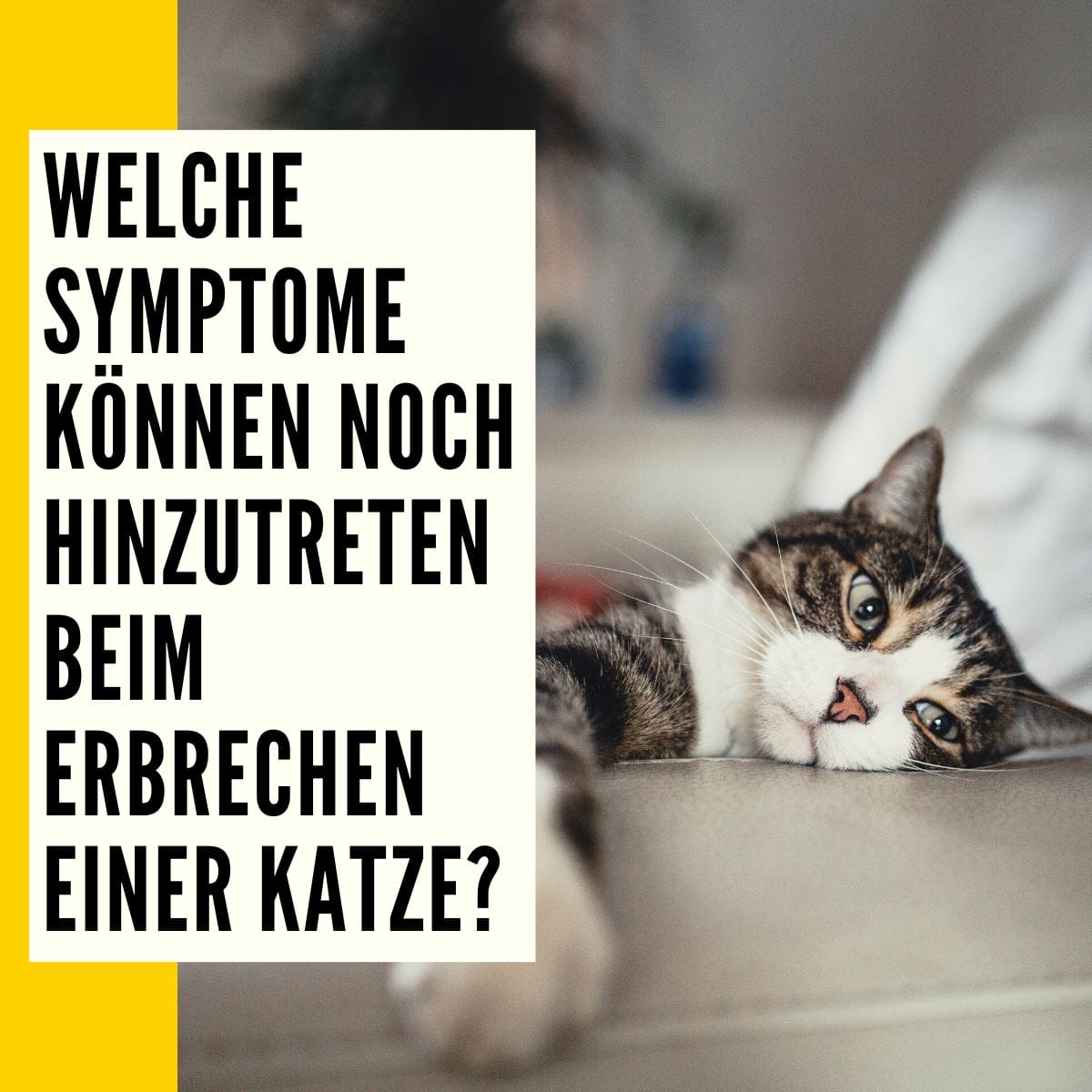 Katze erbricht Ursache, Behandlung & Ratgeber!