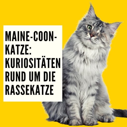Informationen über die Maine Coon Katze und was sie so einzigartig und besonders macht