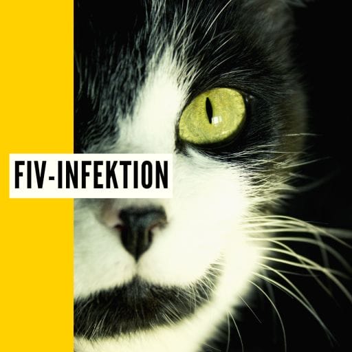 Informationen über die FIV-Infektion einer Katze.