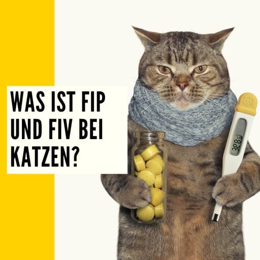 FIP und FIV bei Katzen Definition und Informationen, was FIP und FIV ist.
