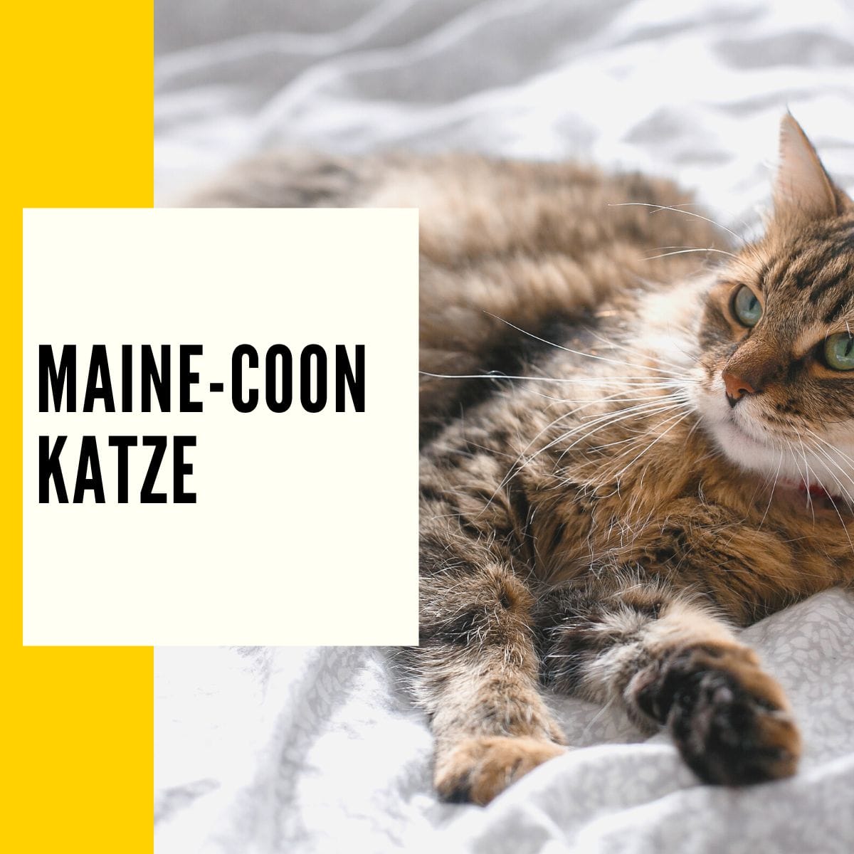 Maine-Coon-Katze - Rasseportrait, Ratgeber sowie alle Informationen über diesen vierbeiner findest du hier!