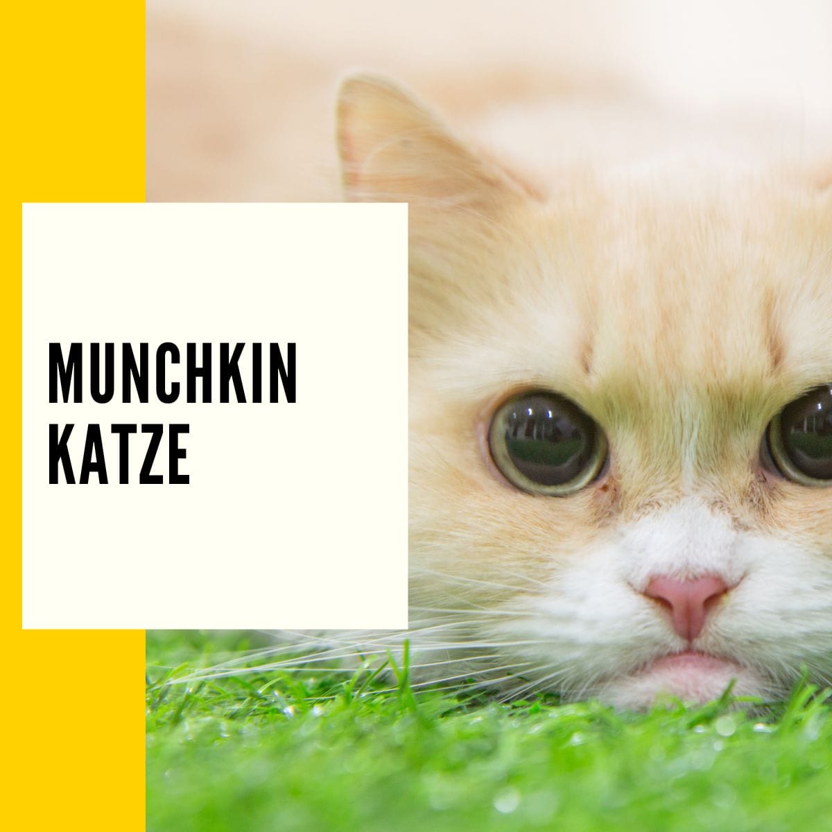 In diesem Beitrag geht es um die Munchkin Katze. Hier findest du ein Rasseportrait & vieles mehr!