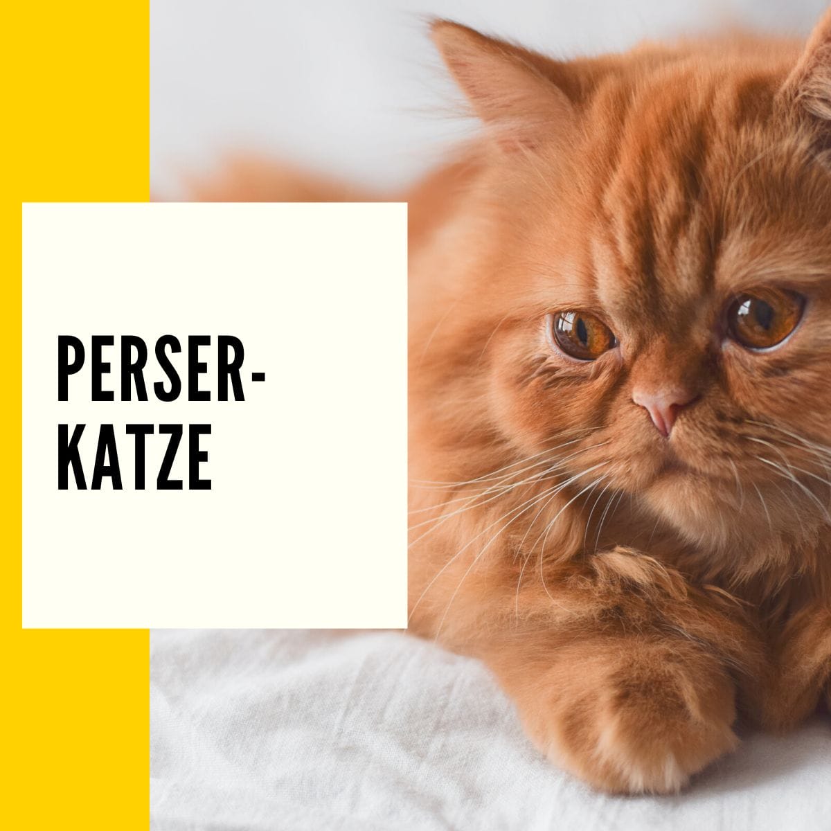Auf dieser Seite findet ihr eine Übersicht und ein Steckbrief über das Aussehen, Herkunft & Charakter der Perser-Katze