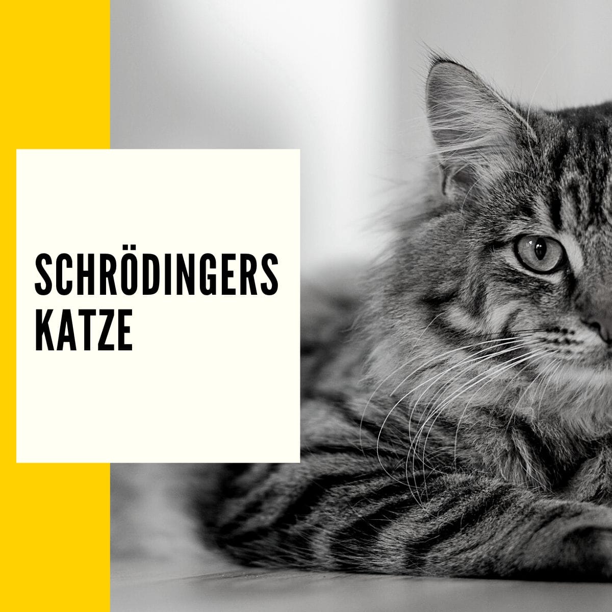 Schrödingers Katze: Auf dieser Seite findet ihr alle Informationen über das bekannteste Experiment aus der Quantenwelt.