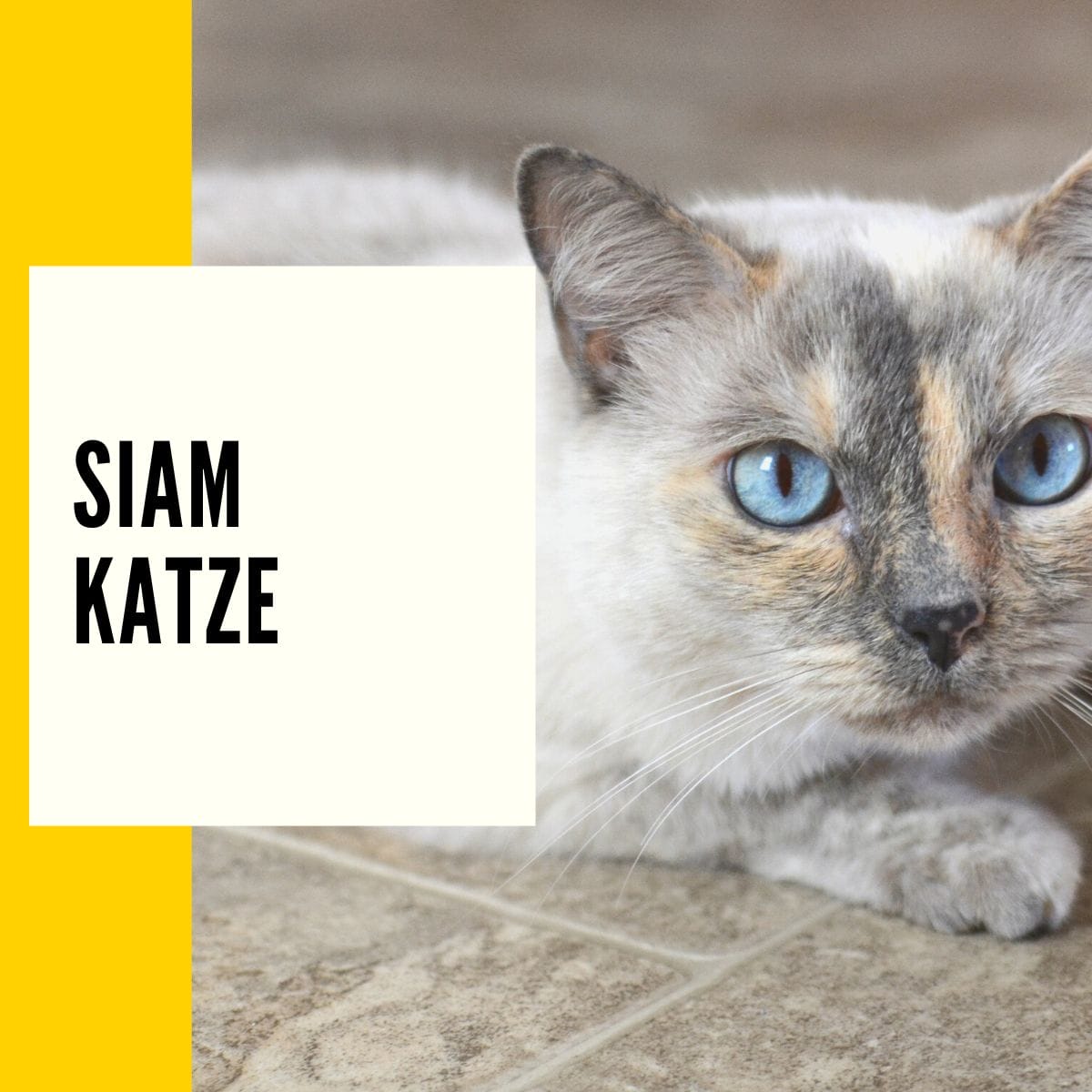 Siamkatzen - Auf dieser Seite findet ihr eine Beschreibung und ein Rassenportrait bzw. Steckbrief der beliebtesten Wohnungskatze in Deutschland.