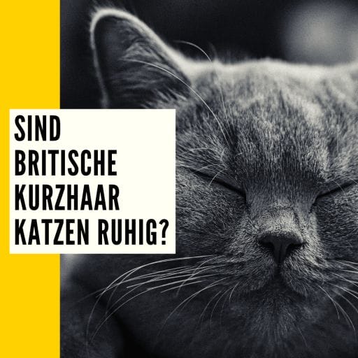 Infos zum Thema, ob Britische Kurzhaar Katzen ruhig sind.