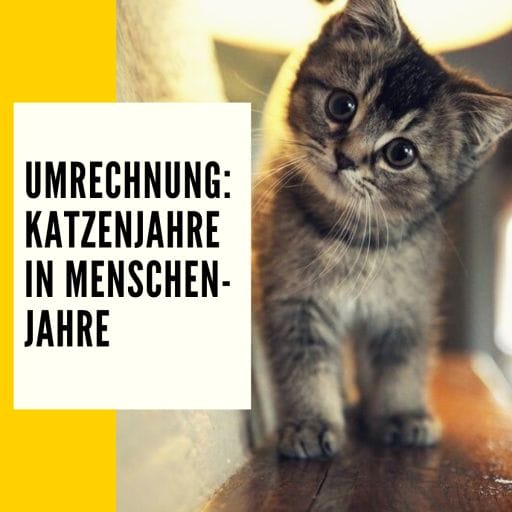 Informationen zum Thema Umrechnung Katzenjahre in Menschenjahre.