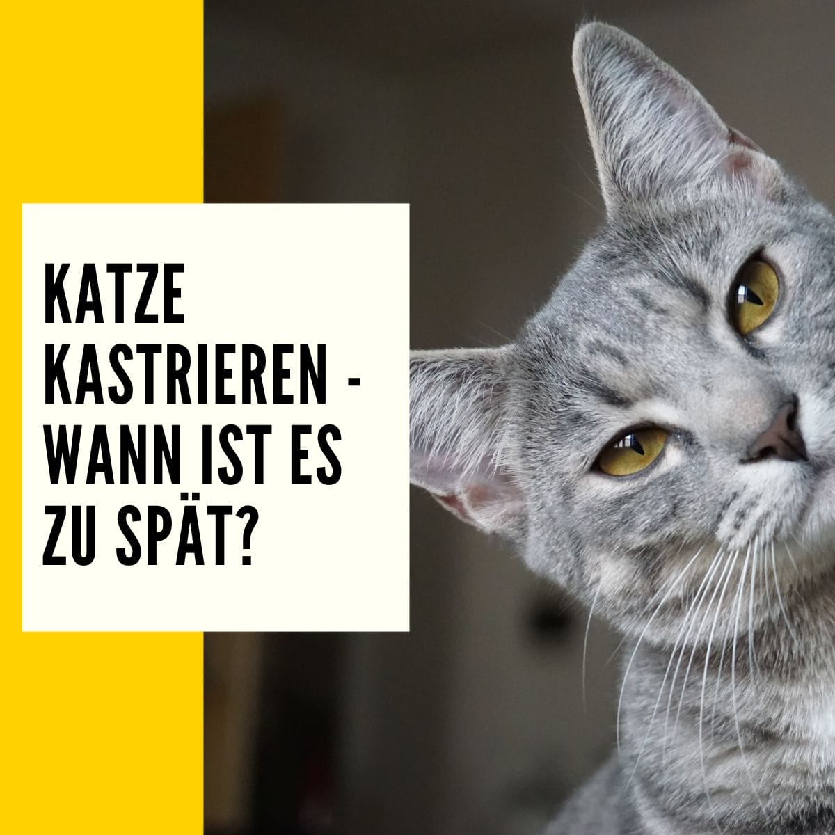 Ab wann Katze kastrieren Alter, Folgen & Ratgeber