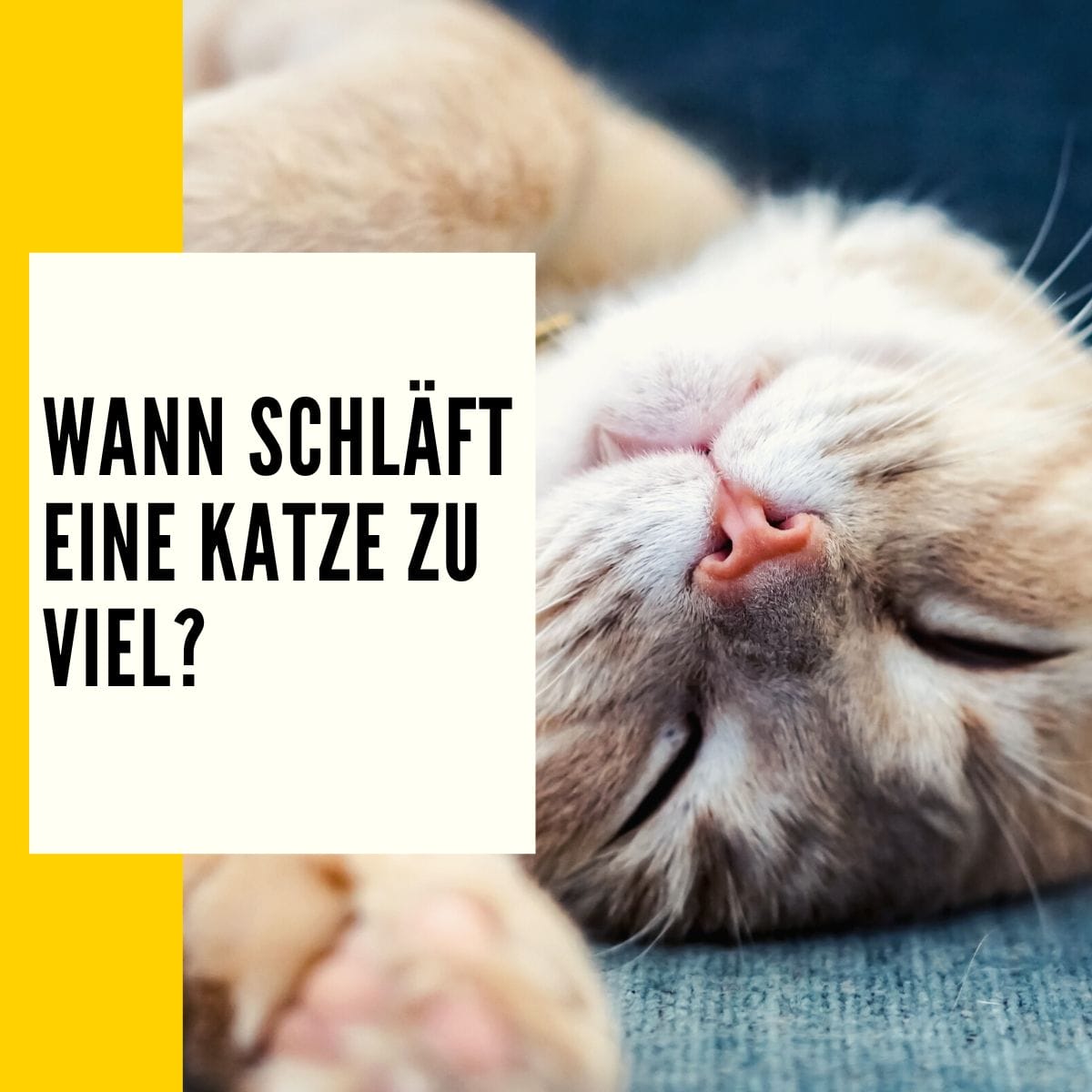 Wie Lange Schlafen Katzen Täglich Wie lange schlafen Katzen? Ratgeber & Informationen