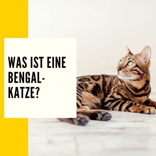 Erklärung, was eine Bengalkatze ist