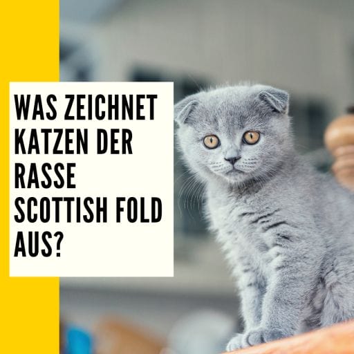 Merkmal einer Scottish Fold Katze.