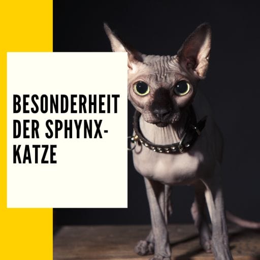 Mehr zum Thema Besonderheiten der Sphynx Katze gibt es hier.