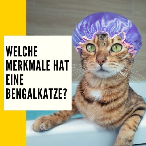 Erscheinungsbild und Merkmal einer Bengalkatze