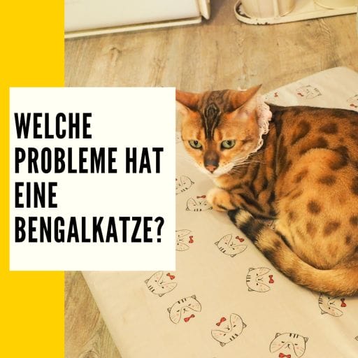Möglich entstehende Probleme bei Bengalkatzen
