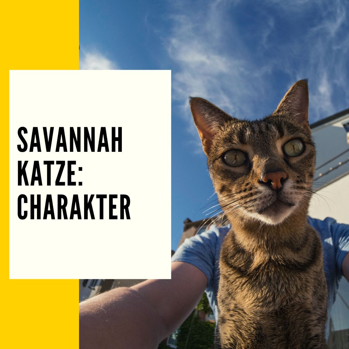 Mehr zum Thema Charakter einer Savannah Katze.