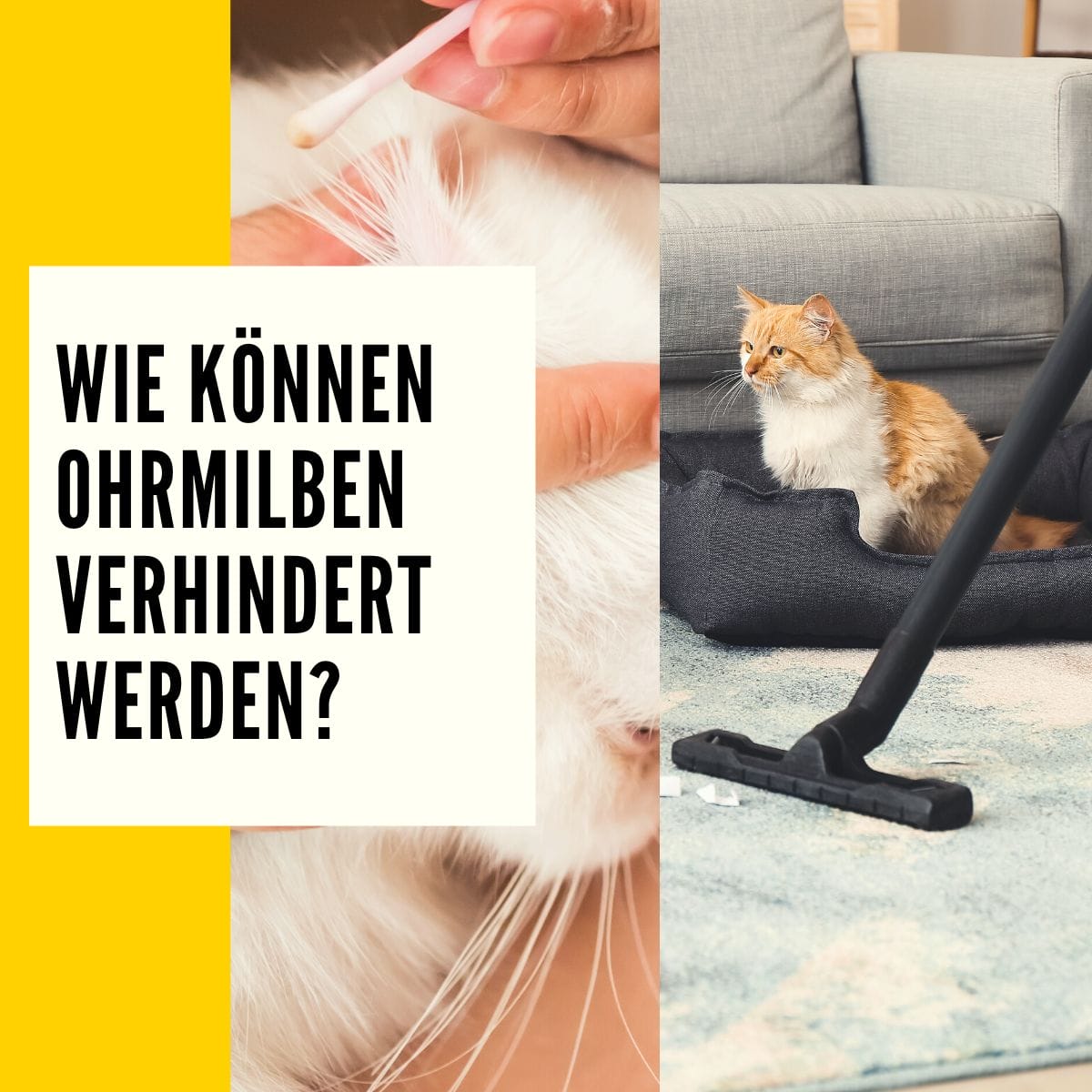 Ohrmilben bei Katzen Symptome, Behandlung & Tipps!