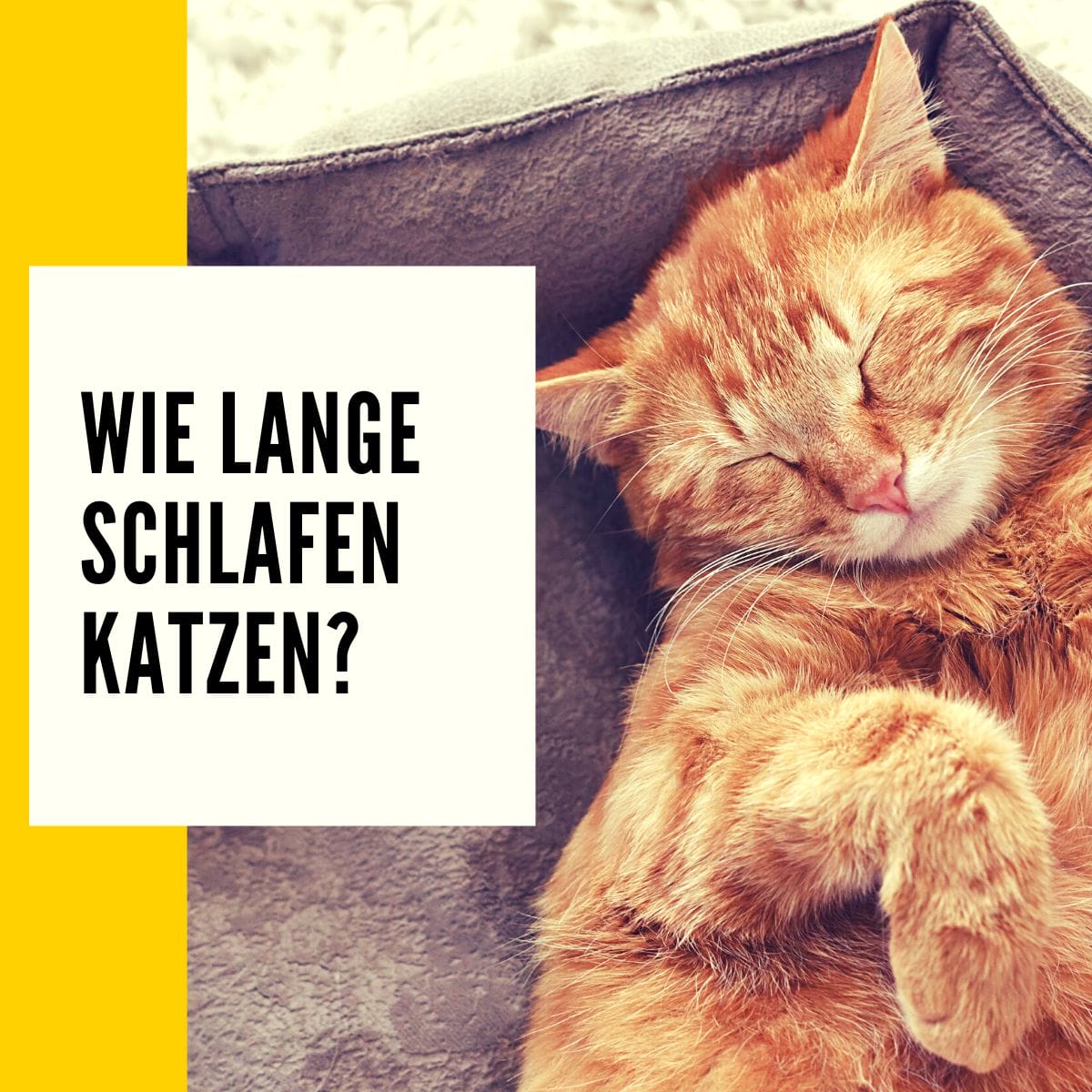 Wie lange schlafen Katzen? Ratgeber & Informationen