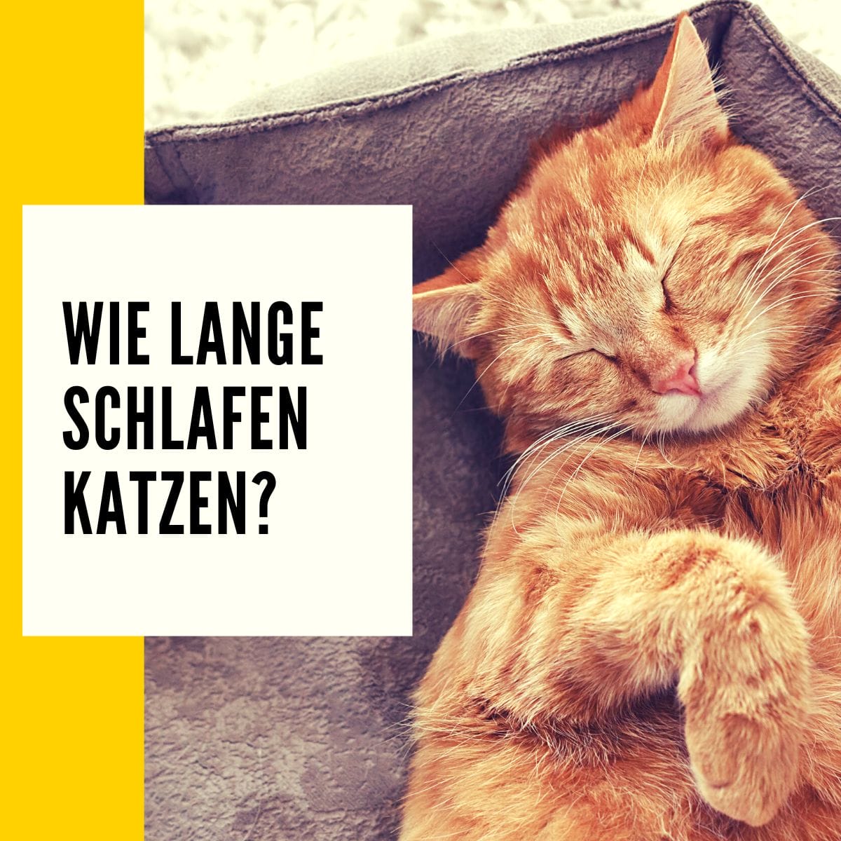 Der Katzenschlaf - Wie lange schlafen Katzen: Tipps & Katzen Ratgeber!