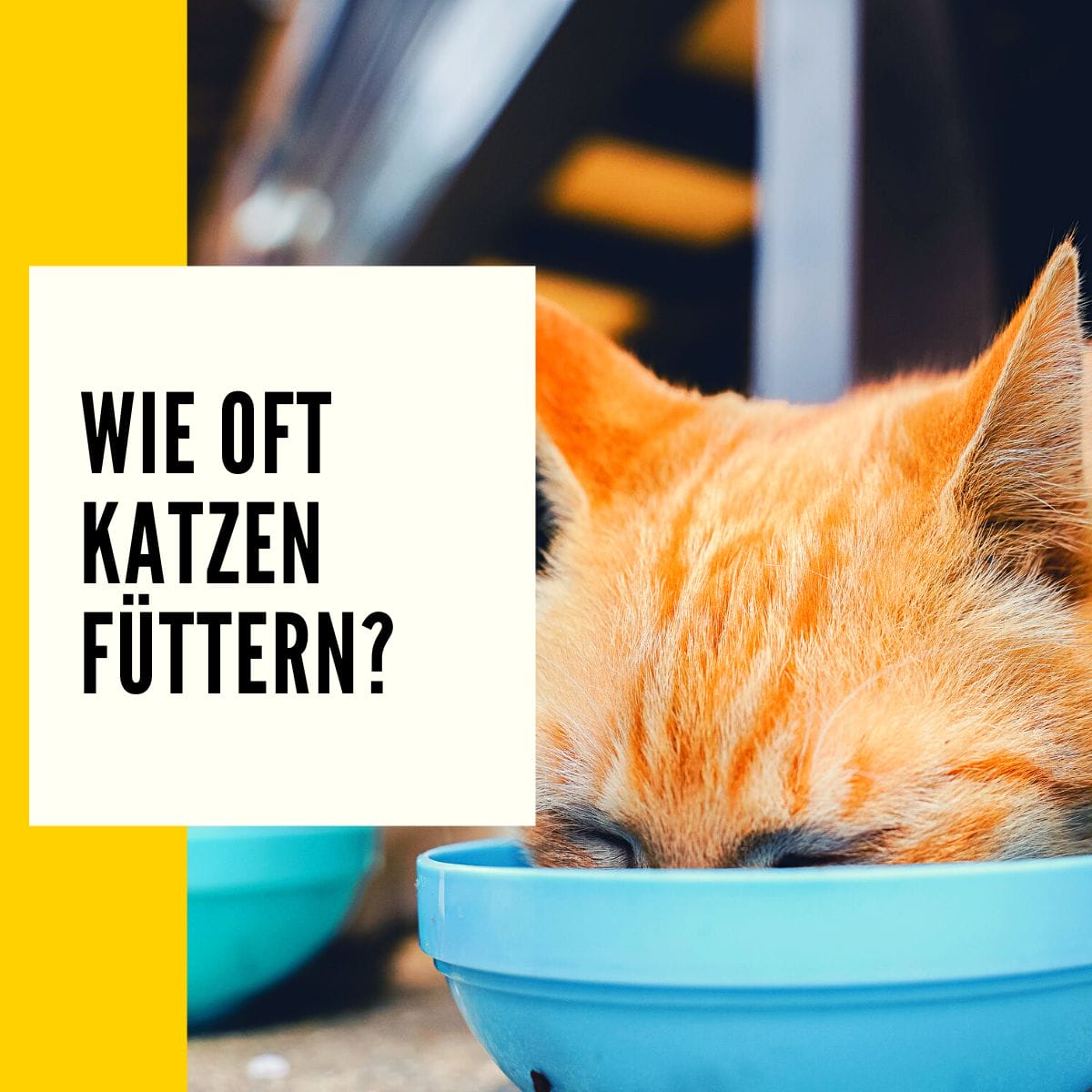 Wie oft Katzen füttern? Wir zeigen euch wie ihr die richtige Portion für eure Wohnungskatzen findet!
