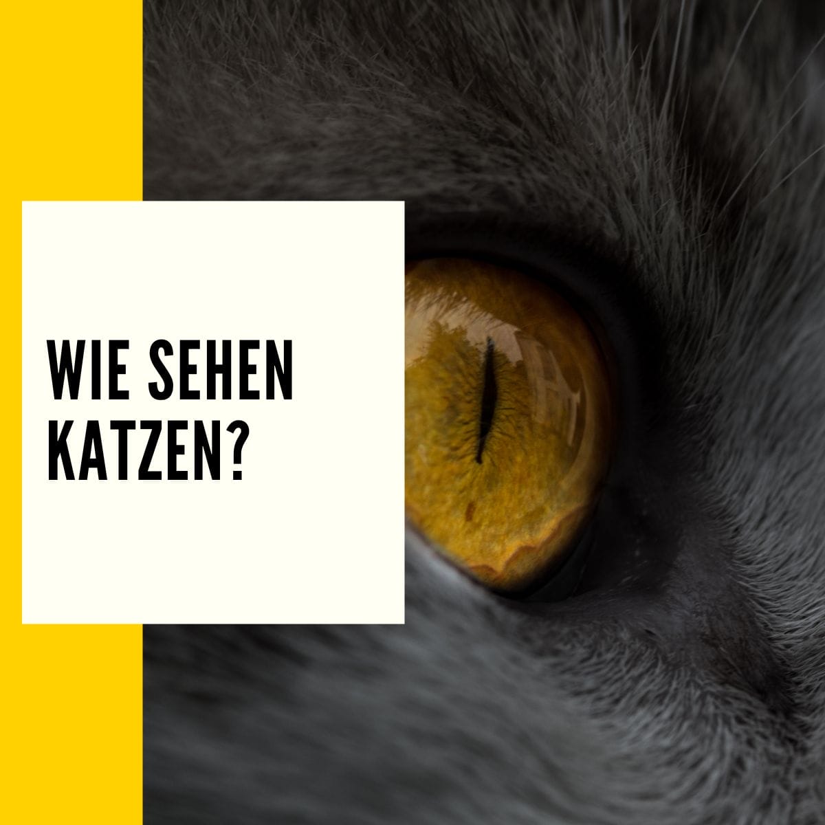 Wie sehen Katzen: In diesem Beitrag geht es um das Thema Katzen-Augen & wie Katzen die Welt sehen!
