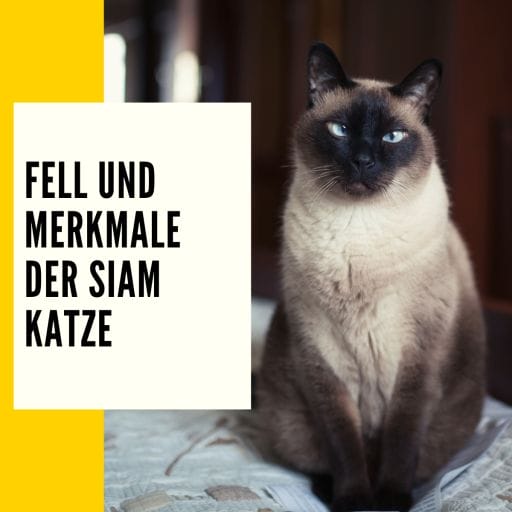 Allgemeines zum Thema Fell und Merkmale der Siam Katze.