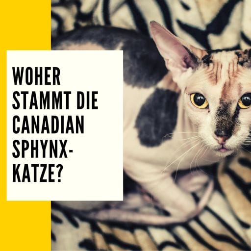 Allgemeintes zum Thema: woher stammt die Canadian Sphynx-Katze.
