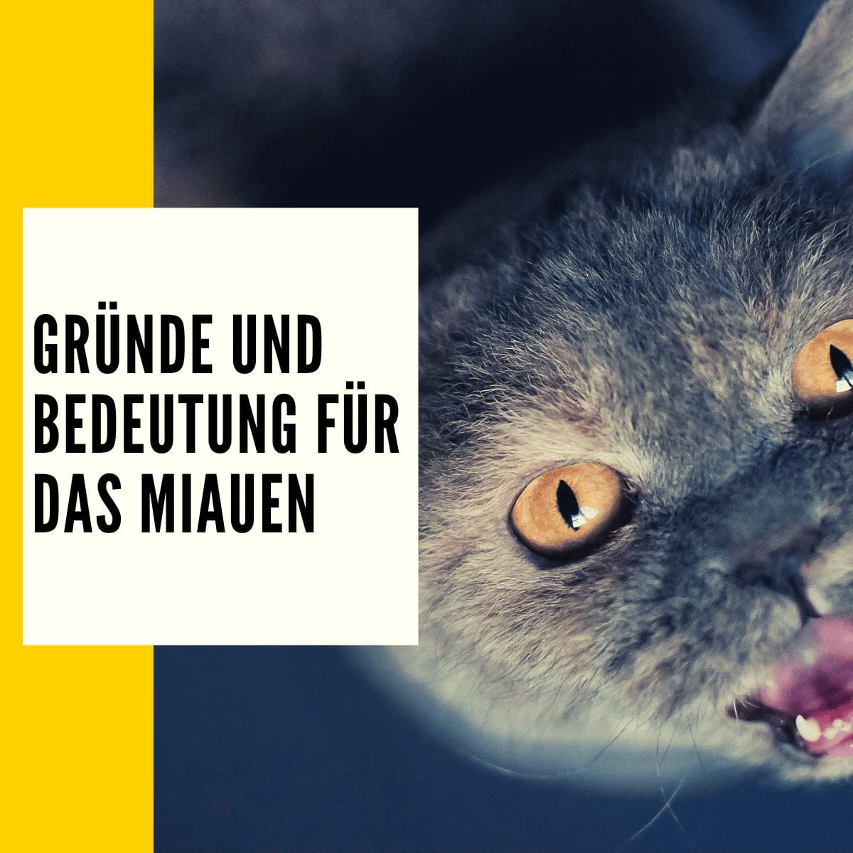 Katzen miauen: Bedeutung und Gründe vom Miauen!