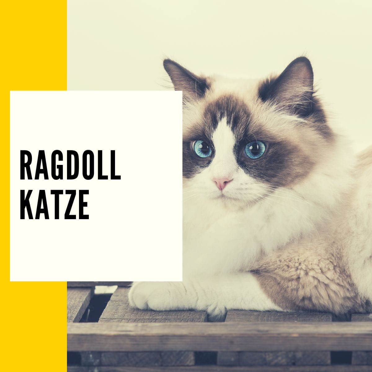 Ragdoll-Katze: Die beliebte Ragdoll Katze im großen Rasseportrait!