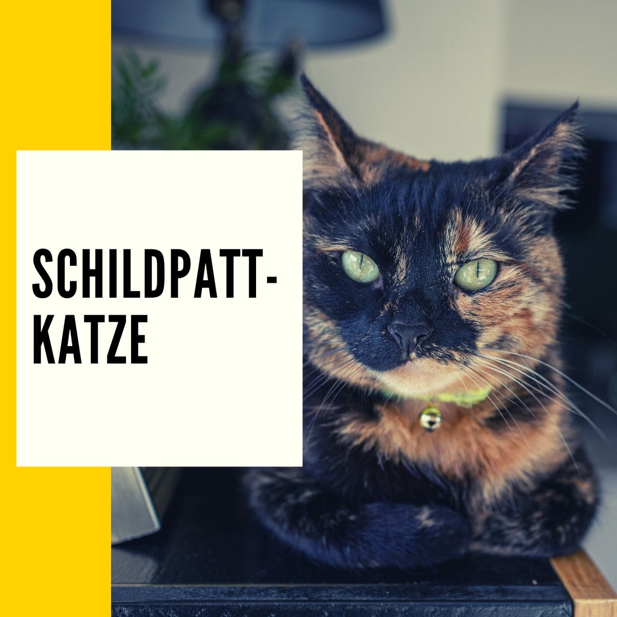 Schildpatt-Katze: Der große Ratgeber zur beliebten Schildpatt Katze!