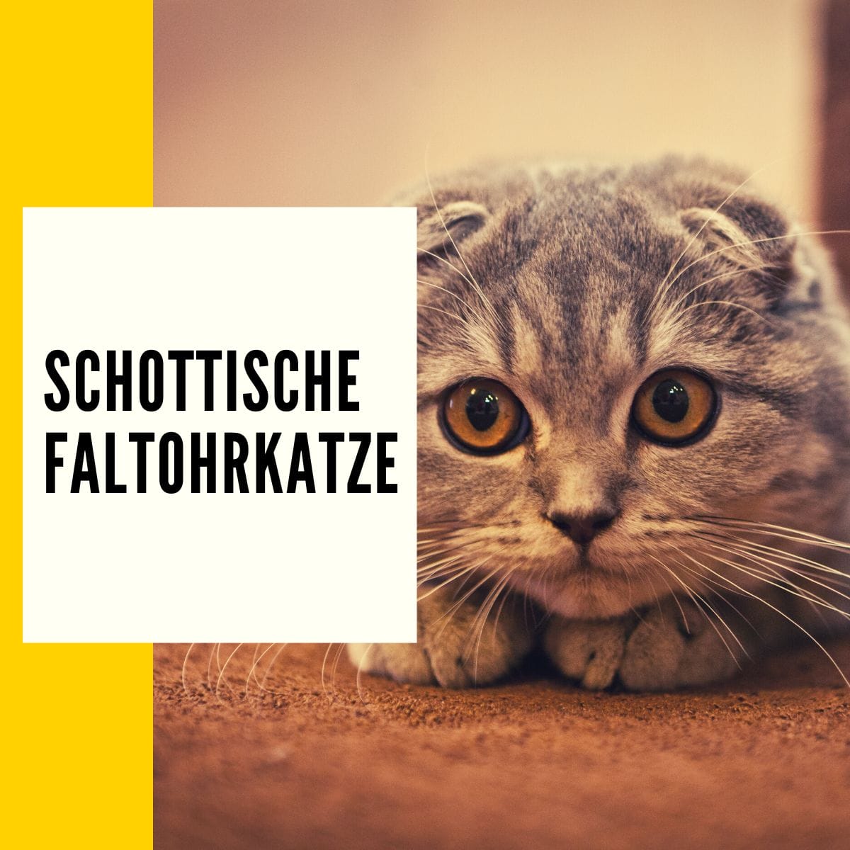 Schottische Faltohrkatze: Die Scottish Fold Katze im Rasseportrait!