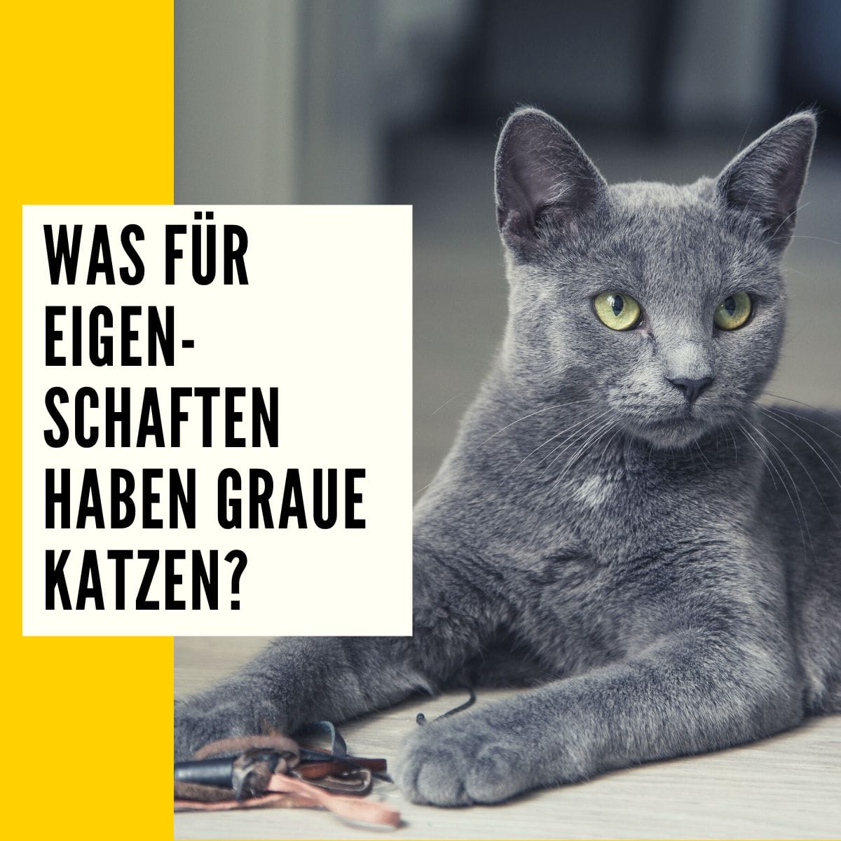 Graue Katze: Rasseportrait, Merkmale & Pflege!