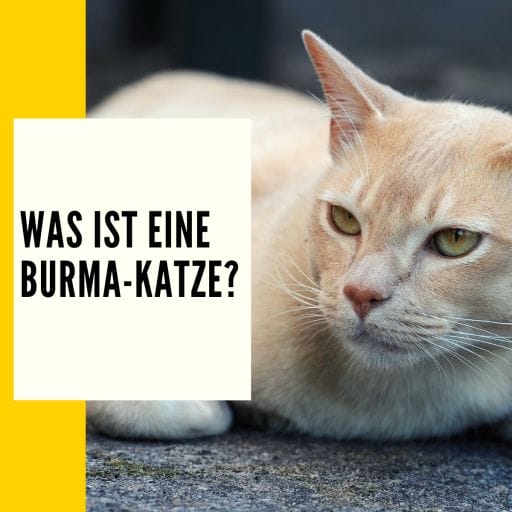 Erläuterung was ein Burma Katze ist