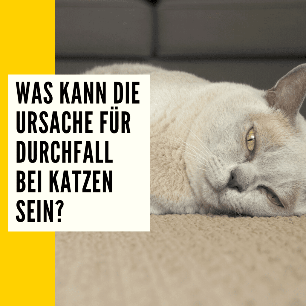 Meine Katze Hat Durchfall Und Macht überall Hin Katze Durchfall: Ursachen, Symptome & Ratgeber zur Behandlung