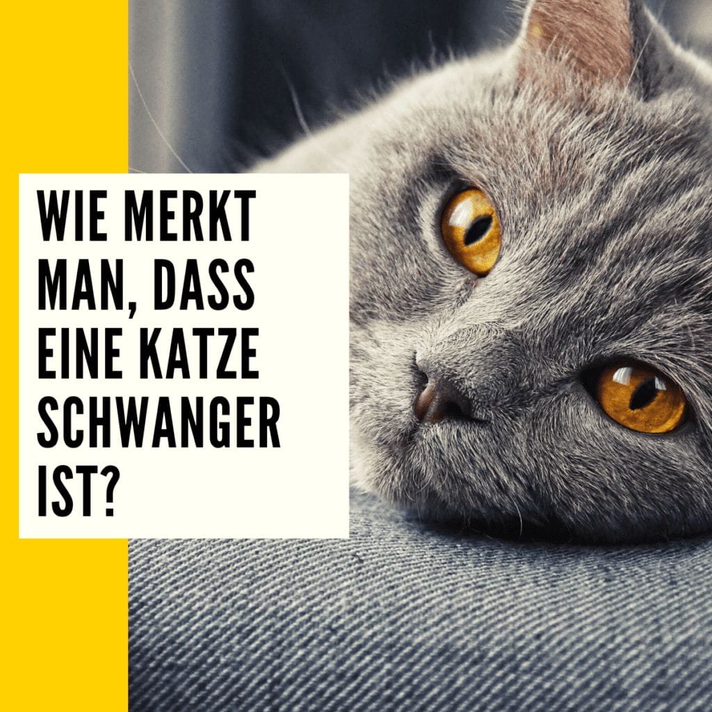 Wie lange sind Katzen schwanger Trächtigkeit & Anzeichen