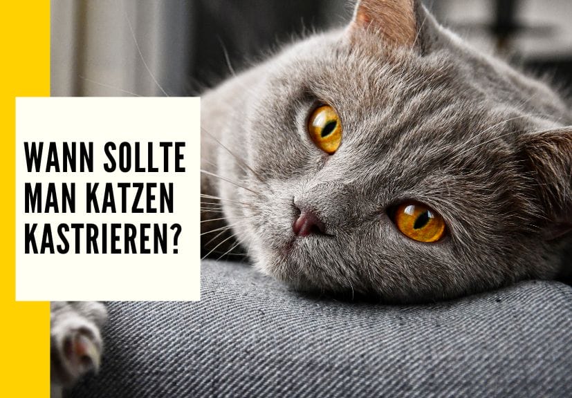 Ab wann Katze kastrieren Alter, Folgen & Ratgeber